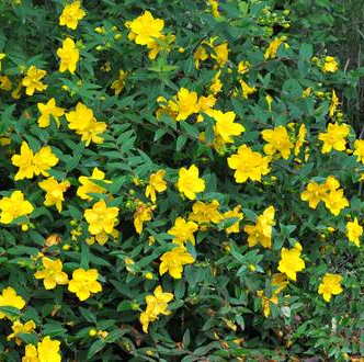 Millepertuis – Image 2