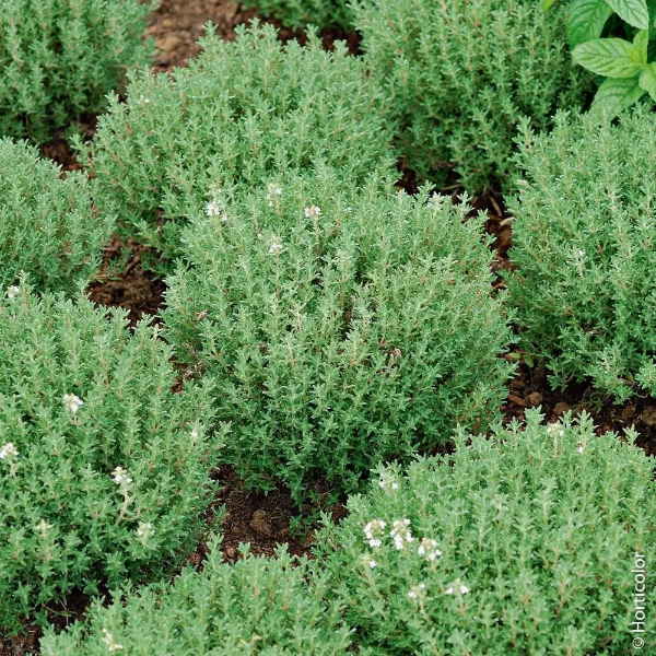 Thym officinal – Image 2