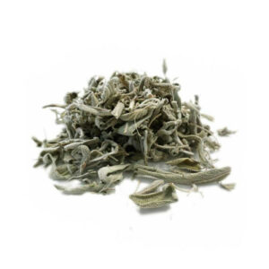Sauge officinale